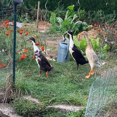 Bed & Breakfast La Basse Monniere