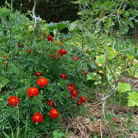 La Basse Monniere Bed & Breakfast