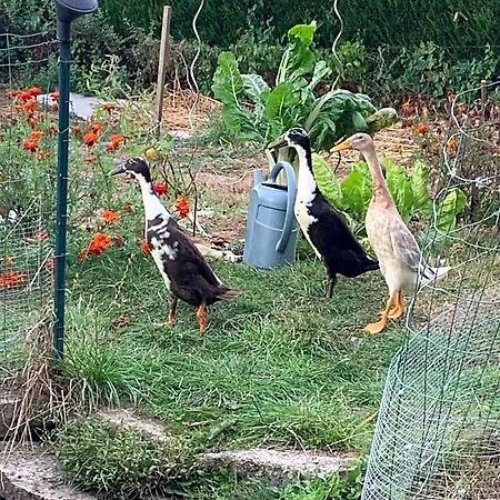 Bed & Breakfast La Basse Monniere