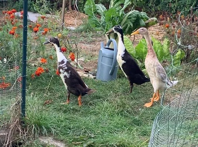 Panzió La Basse Monniere