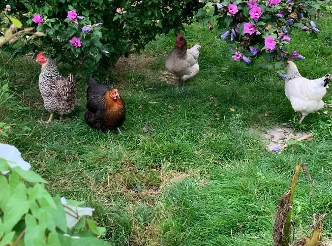 Panzió La Basse Monniere 3*