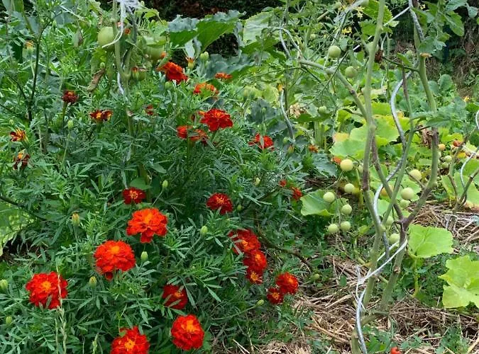 La Basse Monniere Panzió
